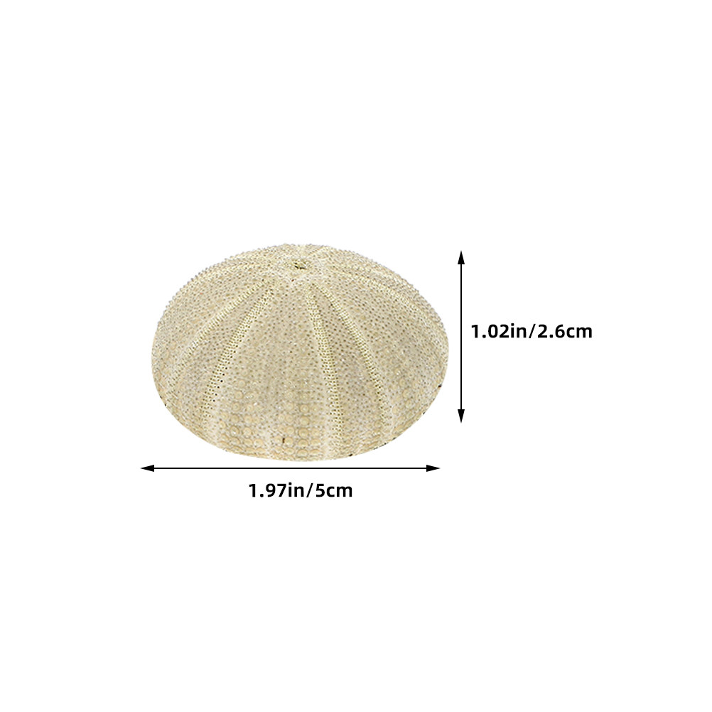 18 Stück Seeigel-Muscheln als  – Art Craft Vase Bewertung und Preis